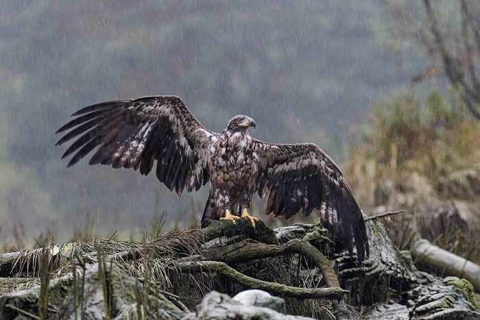 26 Stunning Photos From The 2026 Bird Photographer Of The Year Competition