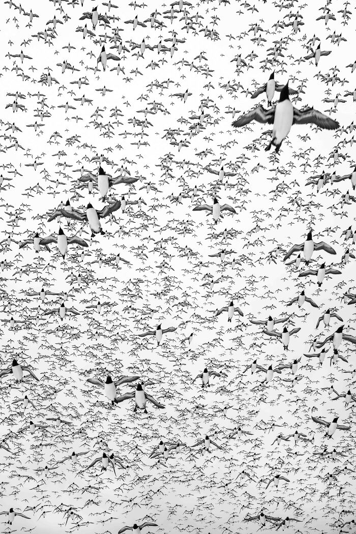 26 Stunning Photos From The 2026 Bird Photographer Of The Year Competition