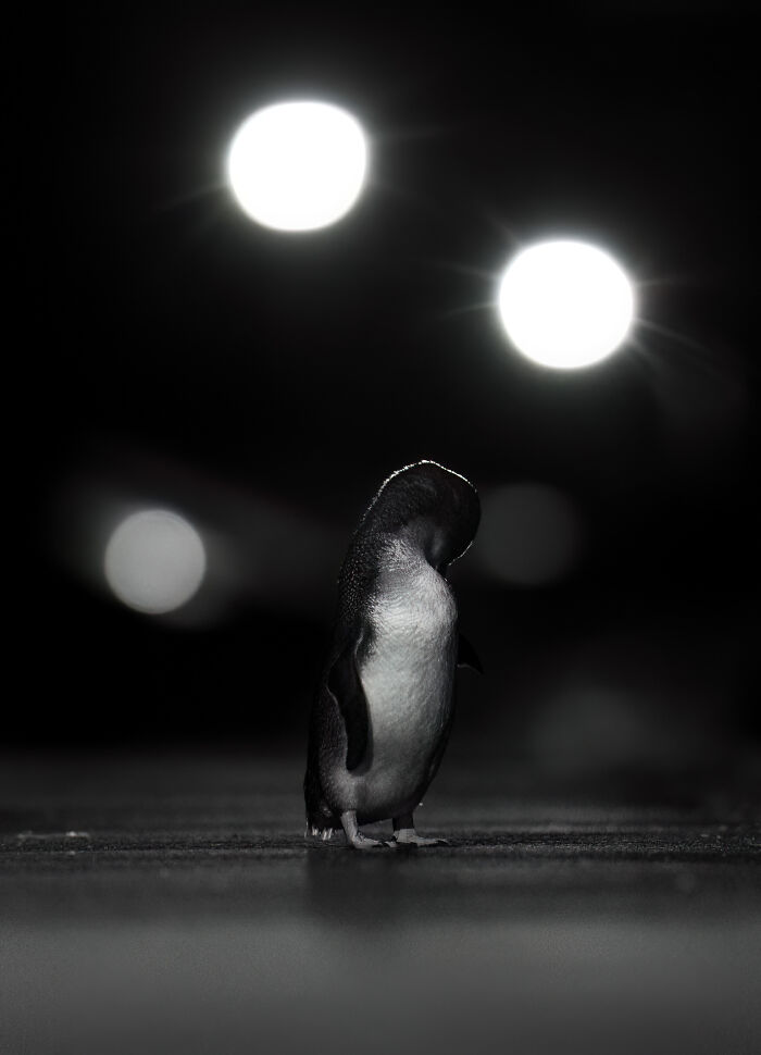 26 Stunning Photos From The 2026 Bird Photographer Of The Year Competition