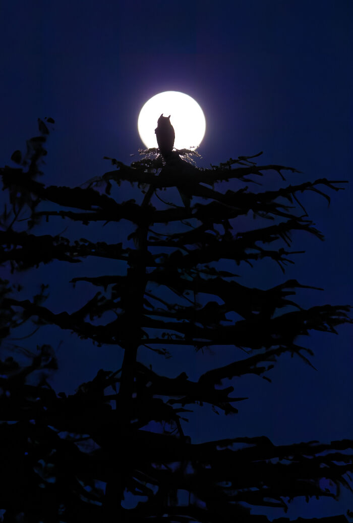 26 Stunning Photos From The 2026 Bird Photographer Of The Year Competition