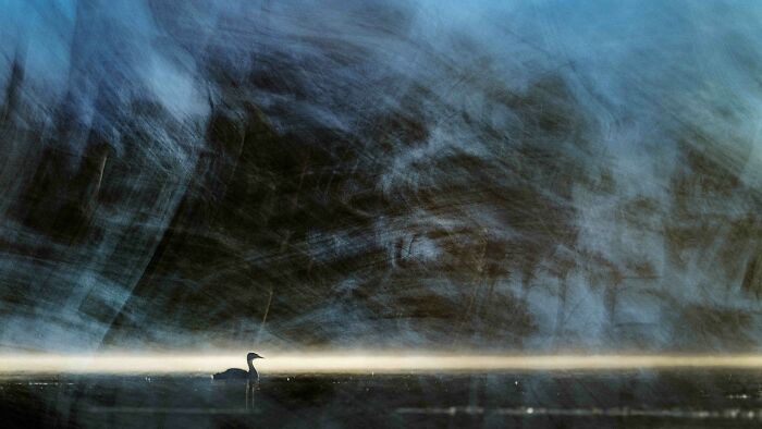 26 Stunning Photos From The 2026 Bird Photographer Of The Year Competition