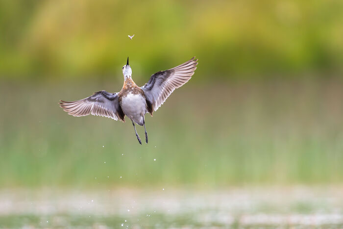 26 Stunning Photos From The 2026 Bird Photographer Of The Year Competition