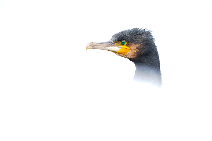 26 Stunning Photos From The 2026 Bird Photographer Of The Year Competition