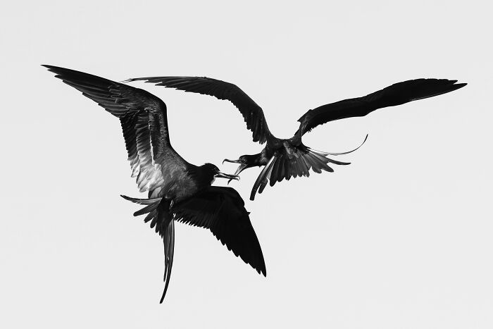 26 Stunning Photos From The 2026 Bird Photographer Of The Year Competition