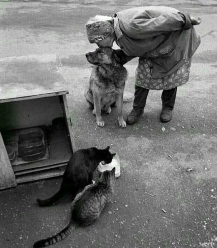 30 Charming Vintage Cat Photos That Show Felines Have Always Stolen Our Hearts, As Shared By This Page 30 Charming Vintage Cat Photos That Show Felines Have Always Stolen Our Hearts, As Shared By This Page