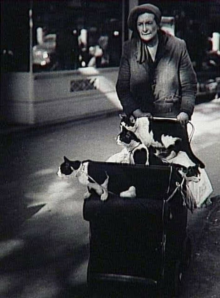 30 Charming Vintage Cat Photos That Show Felines Have Always Stolen Our Hearts, As Shared By This Page 30 Charming Vintage Cat Photos That Show Felines Have Always Stolen Our Hearts, As Shared By This Page