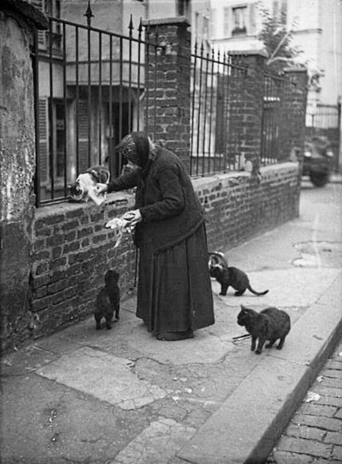 30 Charming Vintage Cat Photos That Show Felines Have Always Stolen Our Hearts, As Shared By This Page 30 Charming Vintage Cat Photos That Show Felines Have Always Stolen Our Hearts, As Shared By This Page