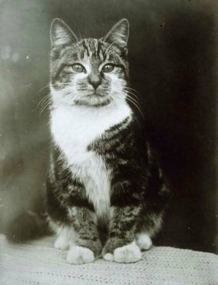 30 Charming Vintage Cat Photos That Show Felines Have Always Stolen Our Hearts, As Shared By This Page 30 Charming Vintage Cat Photos That Show Felines Have Always Stolen Our Hearts, As Shared By This Page