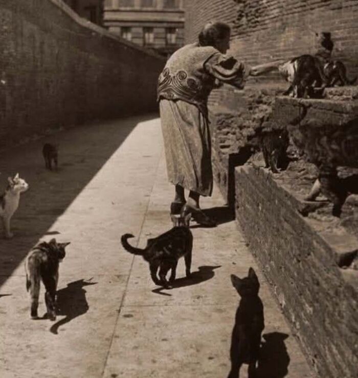 30 Charming Vintage Cat Photos That Show Felines Have Always Stolen Our Hearts, As Shared By This Page 30 Charming Vintage Cat Photos That Show Felines Have Always Stolen Our Hearts, As Shared By This Page