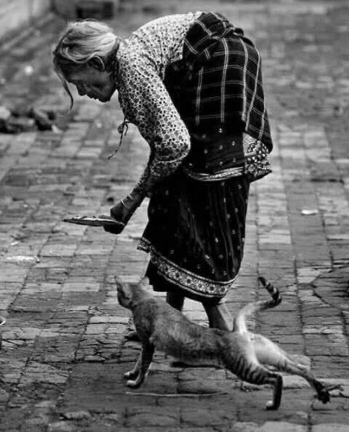 30 Charming Vintage Cat Photos That Show Felines Have Always Stolen Our Hearts, As Shared By This Page 30 Charming Vintage Cat Photos That Show Felines Have Always Stolen Our Hearts, As Shared By This Page