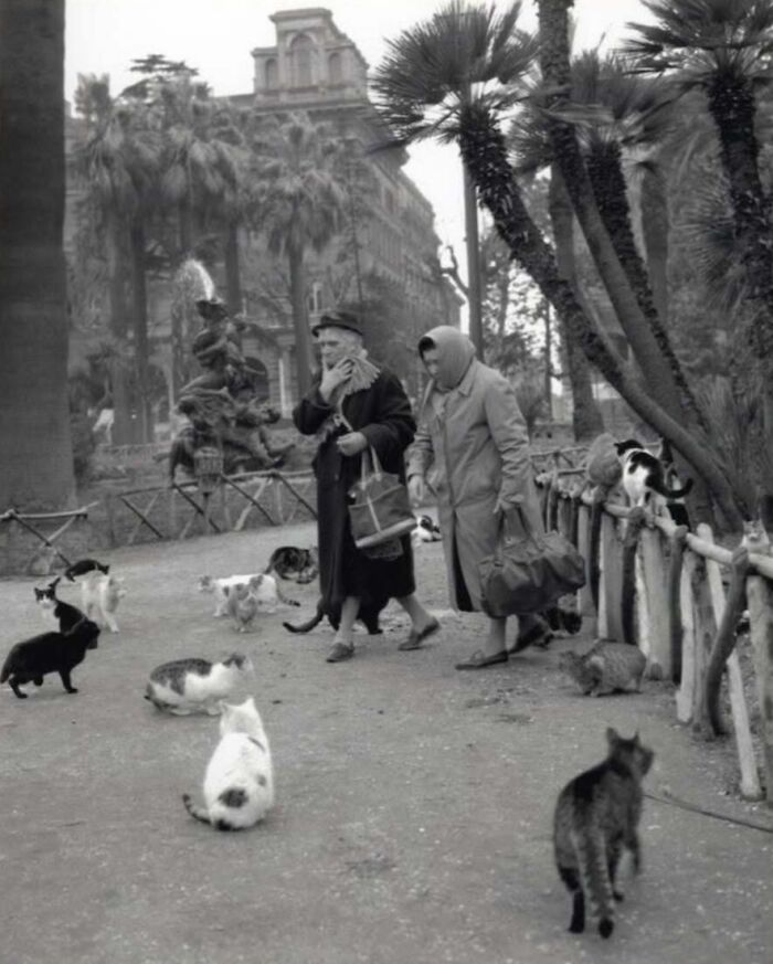 30 Charming Vintage Cat Photos That Show Felines Have Always Stolen Our Hearts, As Shared By This Page 30 Charming Vintage Cat Photos That Show Felines Have Always Stolen Our Hearts, As Shared By This Page