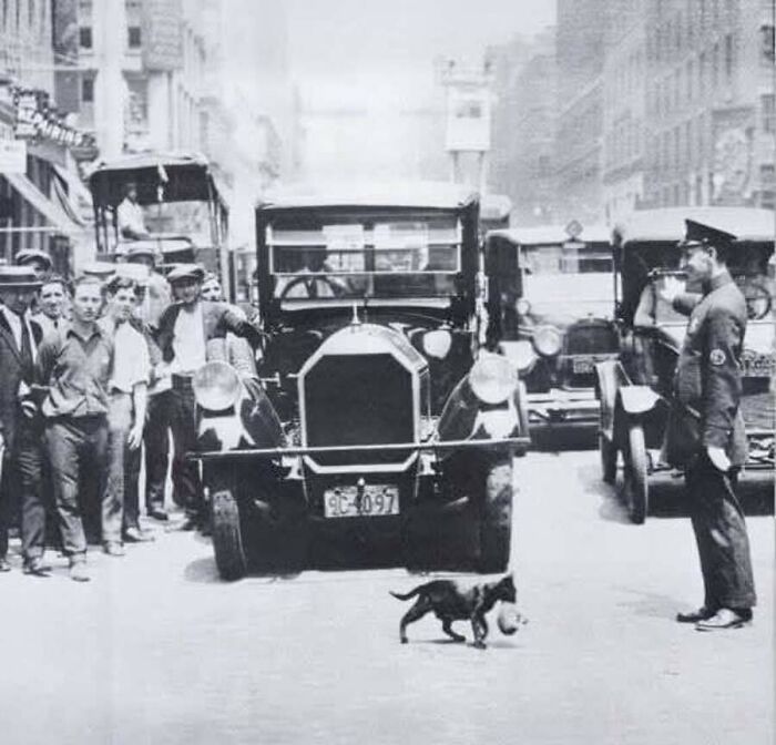 30 Charming Vintage Cat Photos That Show Felines Have Always Stolen Our Hearts, As Shared By This Page 30 Charming Vintage Cat Photos That Show Felines Have Always Stolen Our Hearts, As Shared By This Page