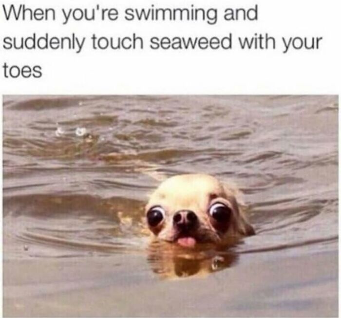 62 Funny And Relatable Dog Memes Shared By The “Jolly Doggies” Instagram Page 62 Funny And Relatable Dog Memes Shared By The “Jolly Doggies” Instagram Page
