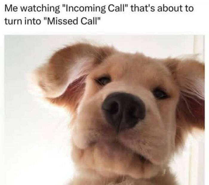 62 Funny And Relatable Dog Memes Shared By The “Jolly Doggies” Instagram Page 62 Funny And Relatable Dog Memes Shared By The “Jolly Doggies” Instagram Page