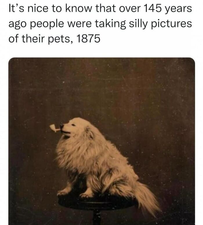 62 Funny And Relatable Dog Memes Shared By The “Jolly Doggies” Instagram Page 62 Funny And Relatable Dog Memes Shared By The “Jolly Doggies” Instagram Page