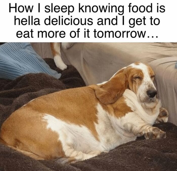 62 Funny And Relatable Dog Memes Shared By The “Jolly Doggies” Instagram Page 62 Funny And Relatable Dog Memes Shared By The “Jolly Doggies” Instagram Page