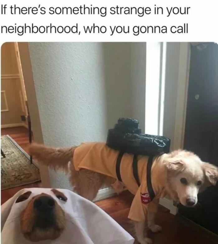62 Funny And Relatable Dog Memes Shared By The “Jolly Doggies” Instagram Page 62 Funny And Relatable Dog Memes Shared By The “Jolly Doggies” Instagram Page