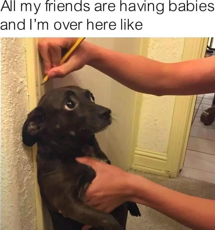62 Funny And Relatable Dog Memes Shared By The “Jolly Doggies” Instagram Page 62 Funny And Relatable Dog Memes Shared By The “Jolly Doggies” Instagram Page