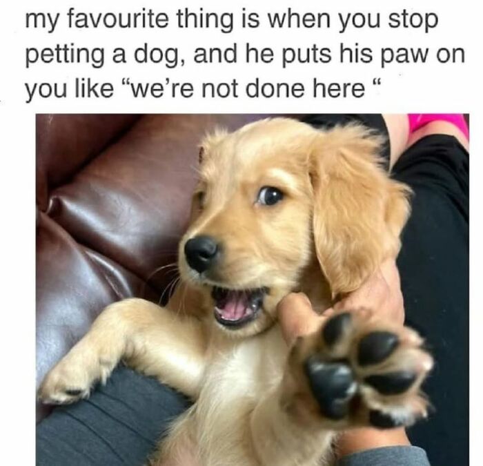 62 Funny And Relatable Dog Memes Shared By The “Jolly Doggies” Instagram Page 62 Funny And Relatable Dog Memes Shared By The “Jolly Doggies” Instagram Page
