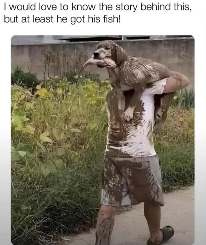 62 Funny And Relatable Dog Memes Shared By The “Jolly Doggies” Instagram Page 62 Funny And Relatable Dog Memes Shared By The “Jolly Doggies” Instagram Page
