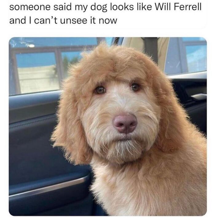 62 Funny And Relatable Dog Memes Shared By The “Jolly Doggies” Instagram Page 62 Funny And Relatable Dog Memes Shared By The “Jolly Doggies” Instagram Page