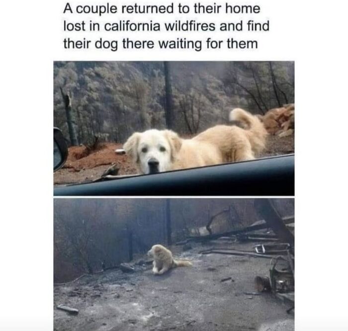 62 Funny And Relatable Dog Memes Shared By The “Jolly Doggies” Instagram Page 62 Funny And Relatable Dog Memes Shared By The “Jolly Doggies” Instagram Page