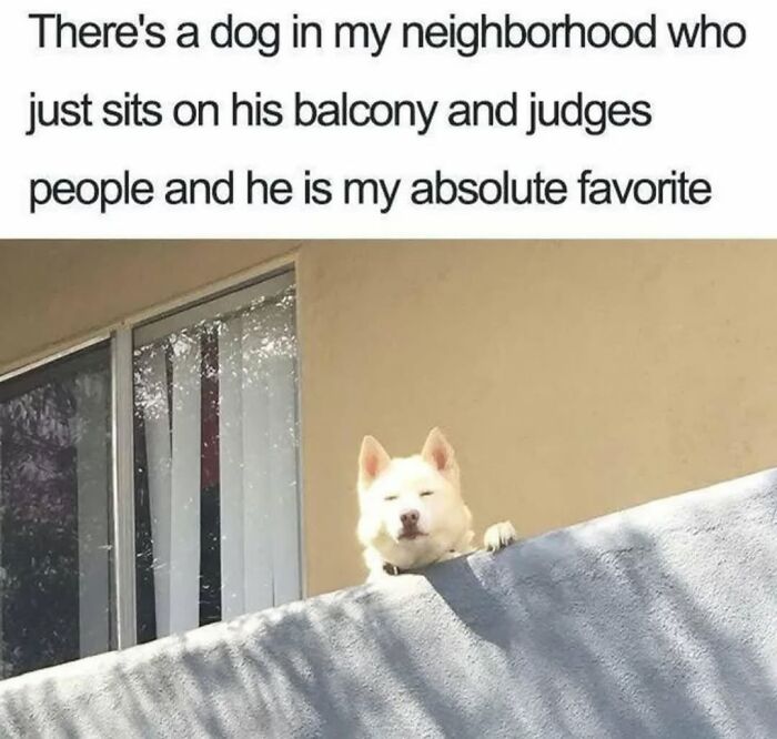 62 Funny And Relatable Dog Memes Shared By The “Jolly Doggies” Instagram Page 62 Funny And Relatable Dog Memes Shared By The “Jolly Doggies” Instagram Page
