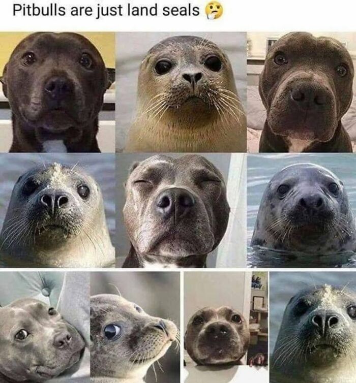 62 Funny And Relatable Dog Memes Shared By The “Jolly Doggies” Instagram Page 62 Funny And Relatable Dog Memes Shared By The “Jolly Doggies” Instagram Page