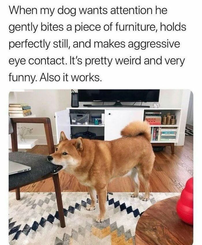62 Funny And Relatable Dog Memes Shared By The “Jolly Doggies” Instagram Page 62 Funny And Relatable Dog Memes Shared By The “Jolly Doggies” Instagram Page
