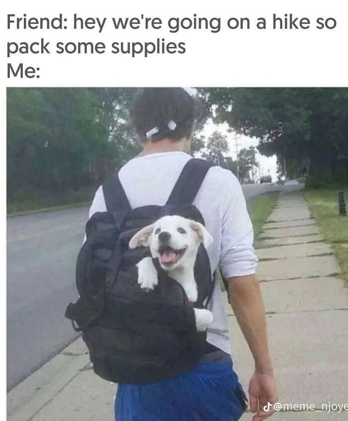 62 Funny And Relatable Dog Memes Shared By The “Jolly Doggies” Instagram Page 62 Funny And Relatable Dog Memes Shared By The “Jolly Doggies” Instagram Page