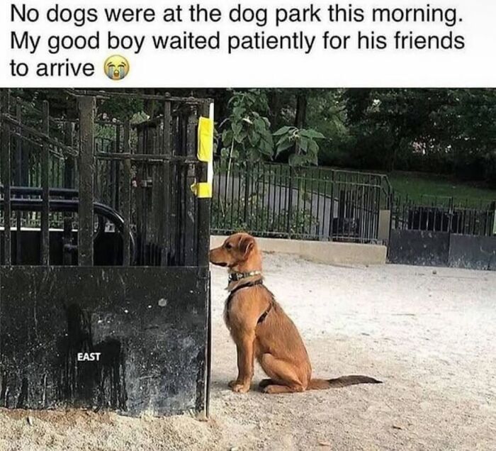 62 Funny And Relatable Dog Memes Shared By The “Jolly Doggies” Instagram Page 62 Funny And Relatable Dog Memes Shared By The “Jolly Doggies” Instagram Page