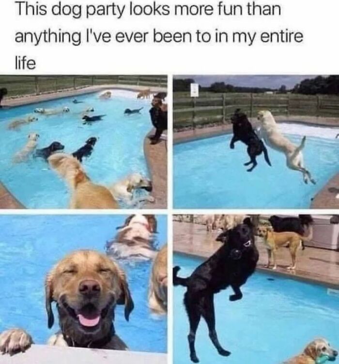 62 Funny And Relatable Dog Memes Shared By The “Jolly Doggies” Instagram Page 62 Funny And Relatable Dog Memes Shared By The “Jolly Doggies” Instagram Page
