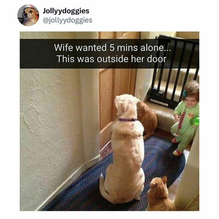 62 Funny And Relatable Dog Memes Shared By The “Jolly Doggies” Instagram Page 62 Funny And Relatable Dog Memes Shared By The “Jolly Doggies” Instagram Page