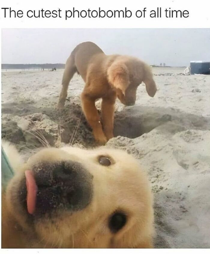 62 Funny And Relatable Dog Memes Shared By The “Jolly Doggies” Instagram Page 62 Funny And Relatable Dog Memes Shared By The “Jolly Doggies” Instagram Page