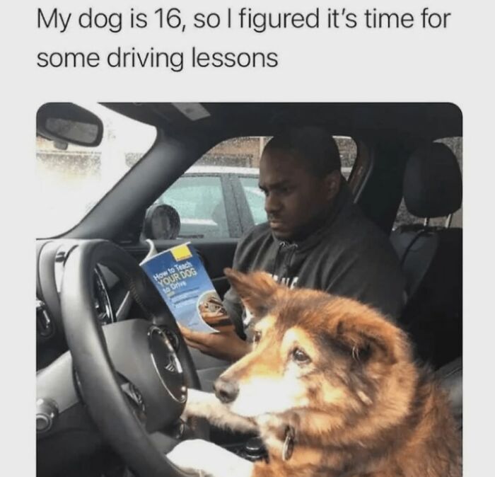 62 Funny And Relatable Dog Memes Shared By The “Jolly Doggies” Instagram Page 62 Funny And Relatable Dog Memes Shared By The “Jolly Doggies” Instagram Page