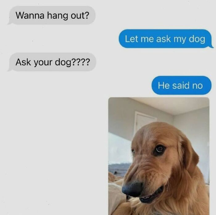 62 Funny And Relatable Dog Memes Shared By The “Jolly Doggies” Instagram Page 62 Funny And Relatable Dog Memes Shared By The “Jolly Doggies” Instagram Page