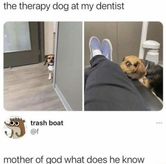 62 Funny And Relatable Dog Memes Shared By The “Jolly Doggies” Instagram Page 62 Funny And Relatable Dog Memes Shared By The “Jolly Doggies” Instagram Page