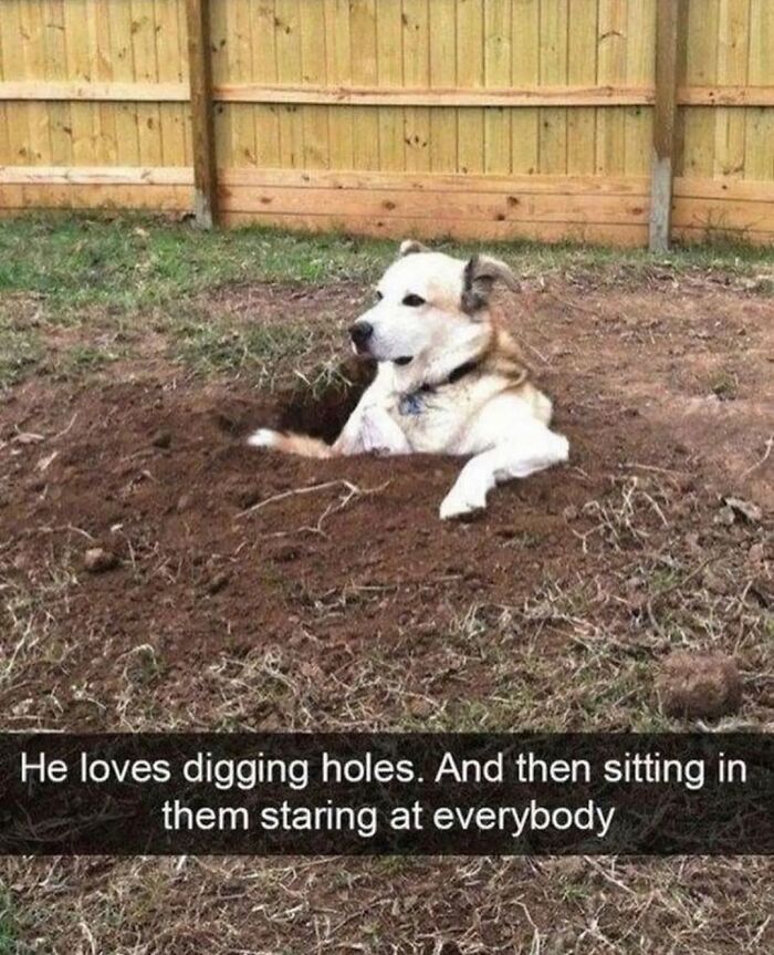 62 Funny And Relatable Dog Memes Shared By The “Jolly Doggies” Instagram Page 62 Funny And Relatable Dog Memes Shared By The “Jolly Doggies” Instagram Page