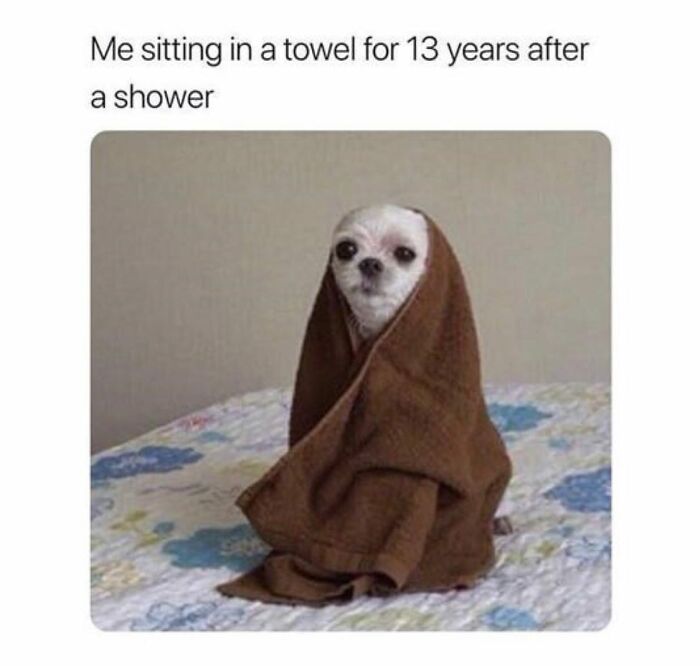 62 Funny And Relatable Dog Memes Shared By The “Jolly Doggies” Instagram Page 62 Funny And Relatable Dog Memes Shared By The “Jolly Doggies” Instagram Page