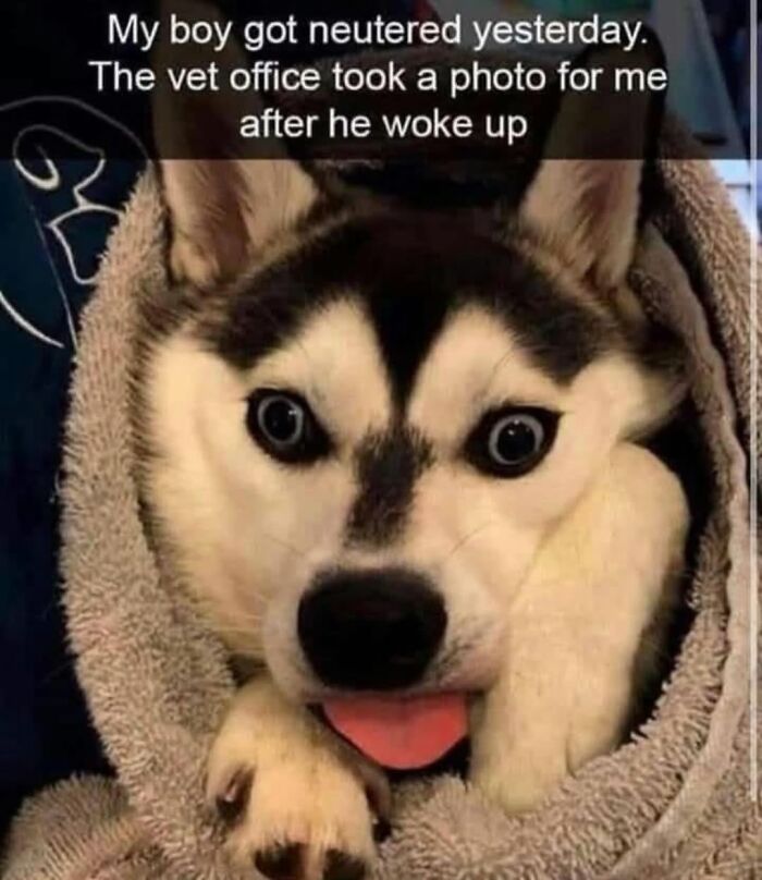 62 Funny And Relatable Dog Memes Shared By The “Jolly Doggies” Instagram Page 62 Funny And Relatable Dog Memes Shared By The “Jolly Doggies” Instagram Page