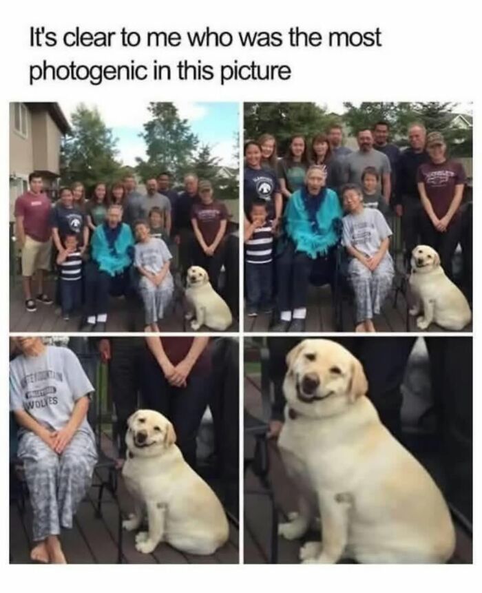 62 Funny And Relatable Dog Memes Shared By The “Jolly Doggies” Instagram Page 62 Funny And Relatable Dog Memes Shared By The “Jolly Doggies” Instagram Page