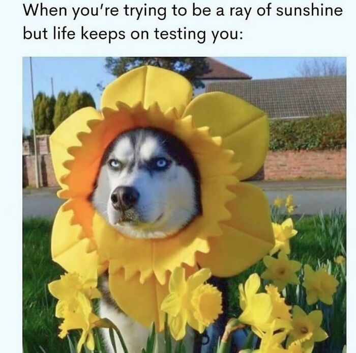 62 Funny And Relatable Dog Memes Shared By The “Jolly Doggies” Instagram Page 62 Funny And Relatable Dog Memes Shared By The “Jolly Doggies” Instagram Page