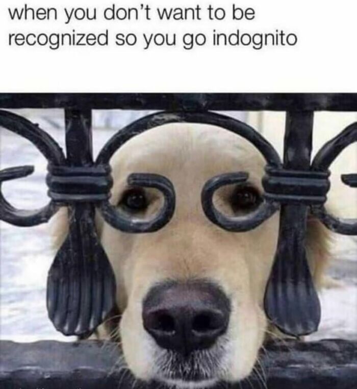 62 Funny And Relatable Dog Memes Shared By The “Jolly Doggies” Instagram Page 62 Funny And Relatable Dog Memes Shared By The “Jolly Doggies” Instagram Page
