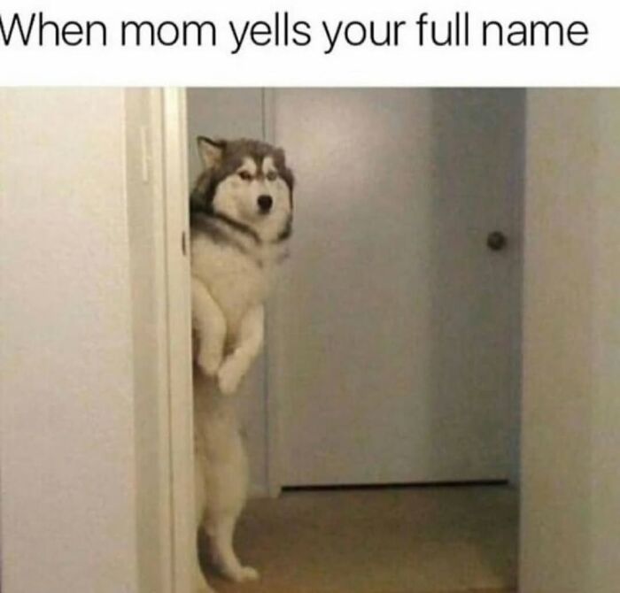 62 Funny And Relatable Dog Memes Shared By The “Jolly Doggies” Instagram Page 62 Funny And Relatable Dog Memes Shared By The “Jolly Doggies” Instagram Page