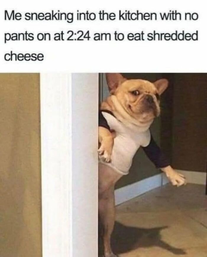 62 Funny And Relatable Dog Memes Shared By The “Jolly Doggies” Instagram Page 62 Funny And Relatable Dog Memes Shared By The “Jolly Doggies” Instagram Page