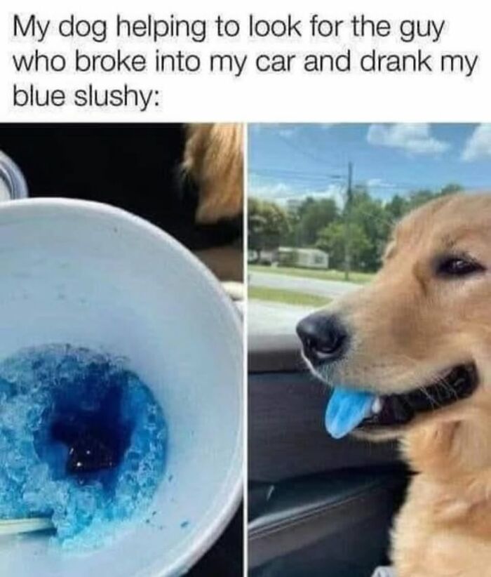 62 Funny And Relatable Dog Memes Shared By The “Jolly Doggies” Instagram Page 62 Funny And Relatable Dog Memes Shared By The “Jolly Doggies” Instagram Page