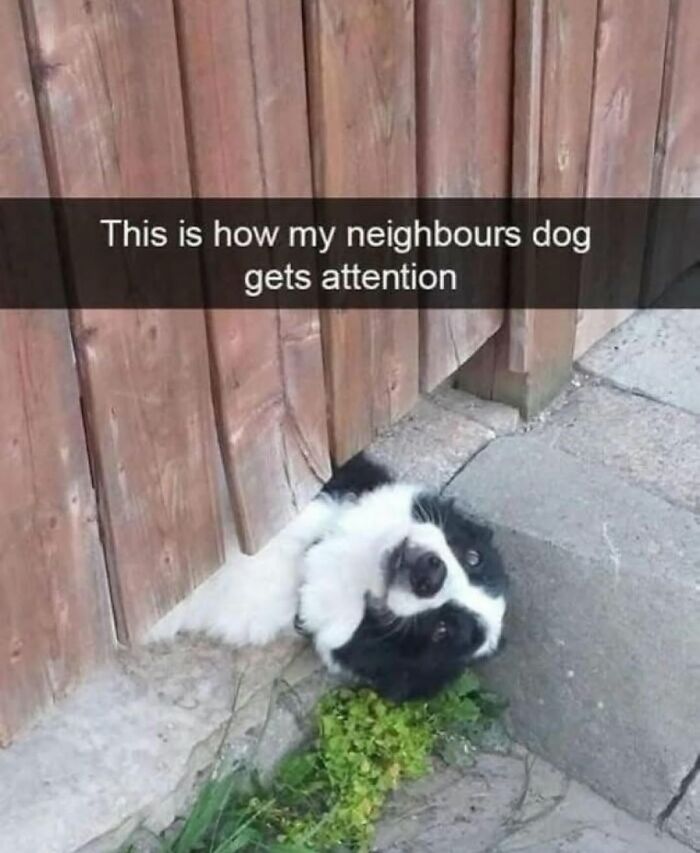 62 Funny And Relatable Dog Memes Shared By The “Jolly Doggies” Instagram Page 62 Funny And Relatable Dog Memes Shared By The “Jolly Doggies” Instagram Page