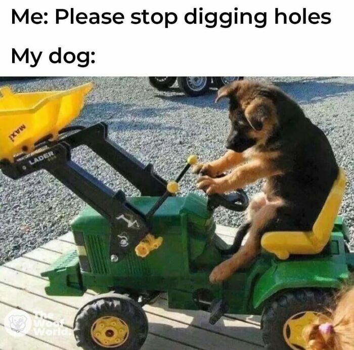 62 Funny And Relatable Dog Memes Shared By The “Jolly Doggies” Instagram Page 62 Funny And Relatable Dog Memes Shared By The “Jolly Doggies” Instagram Page