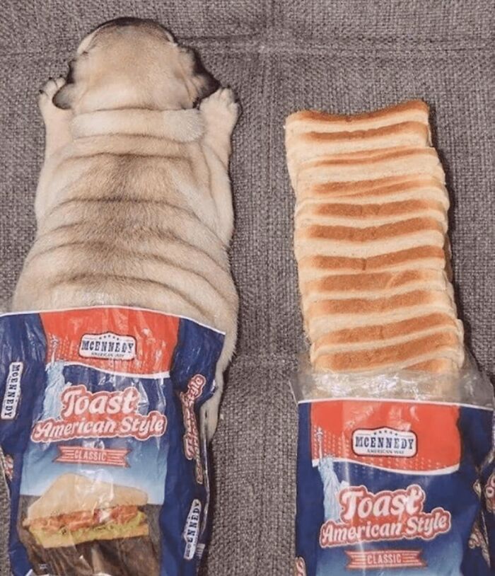 62 Funny And Relatable Dog Memes Shared By The “Jolly Doggies” Instagram Page 62 Funny And Relatable Dog Memes Shared By The “Jolly Doggies” Instagram Page