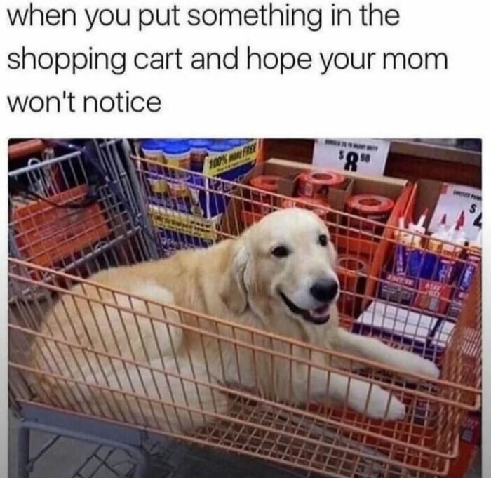 62 Funny And Relatable Dog Memes Shared By The “Jolly Doggies” Instagram Page 62 Funny And Relatable Dog Memes Shared By The “Jolly Doggies” Instagram Page